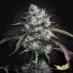 Red Velvet Auto > Paradise Seeds